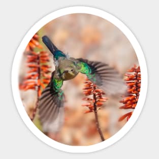 Sunbird and Aloes Sticker